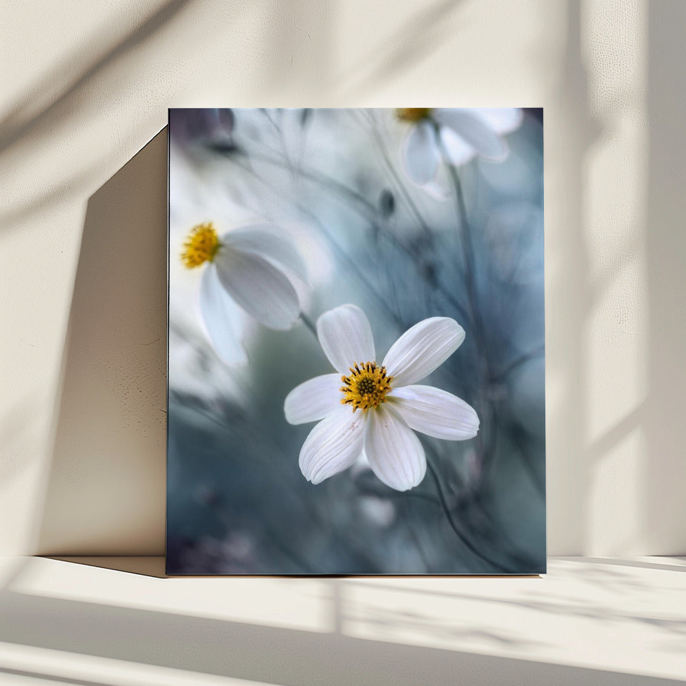 Cosmos | Canvas