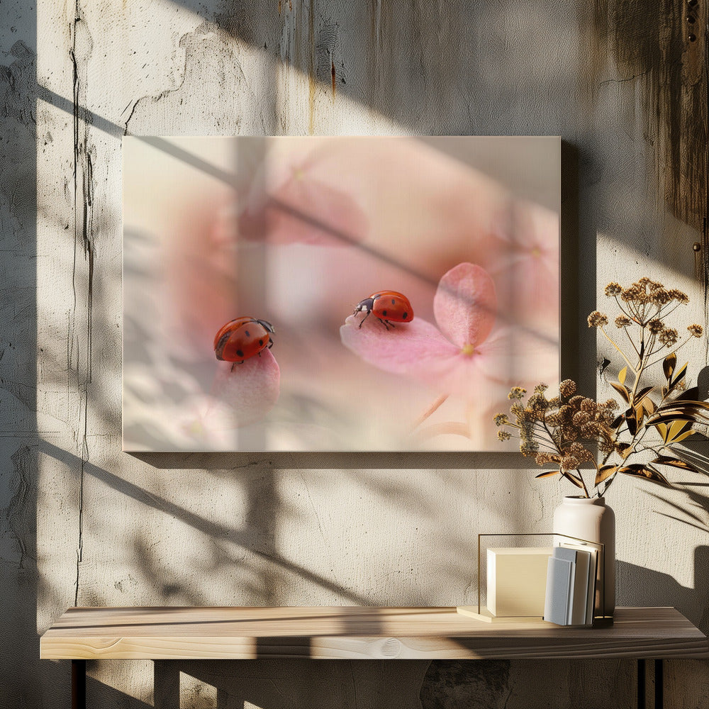 Marienkäfer auf rosa Hortensie. | Leinwand