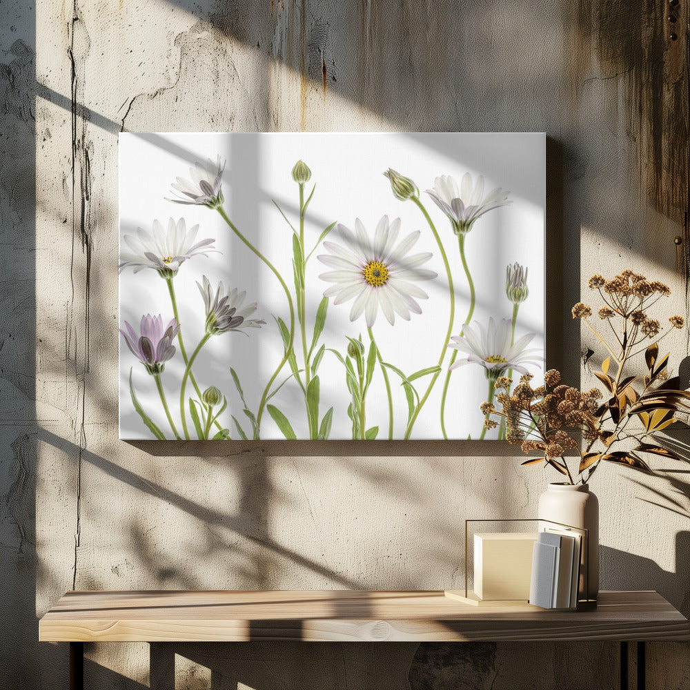 Cape Daisies | Canvas