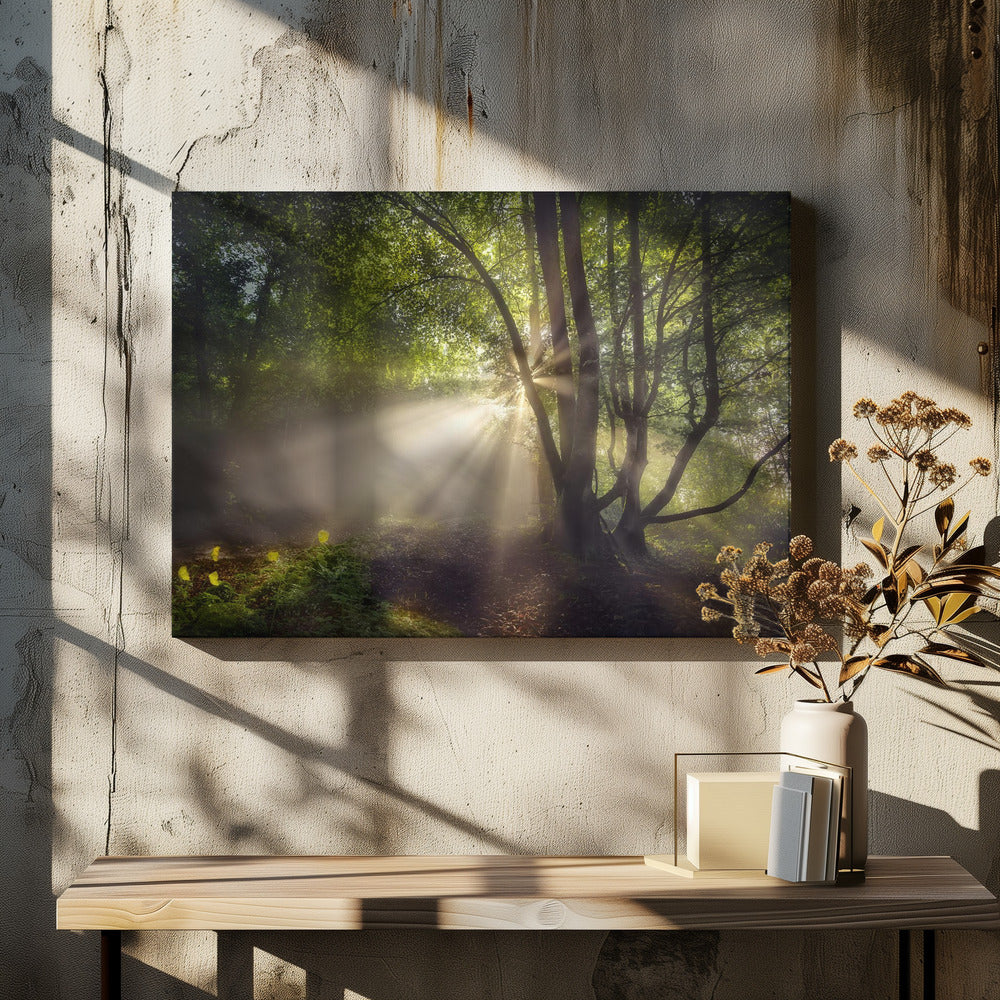 The morning light | Canvas