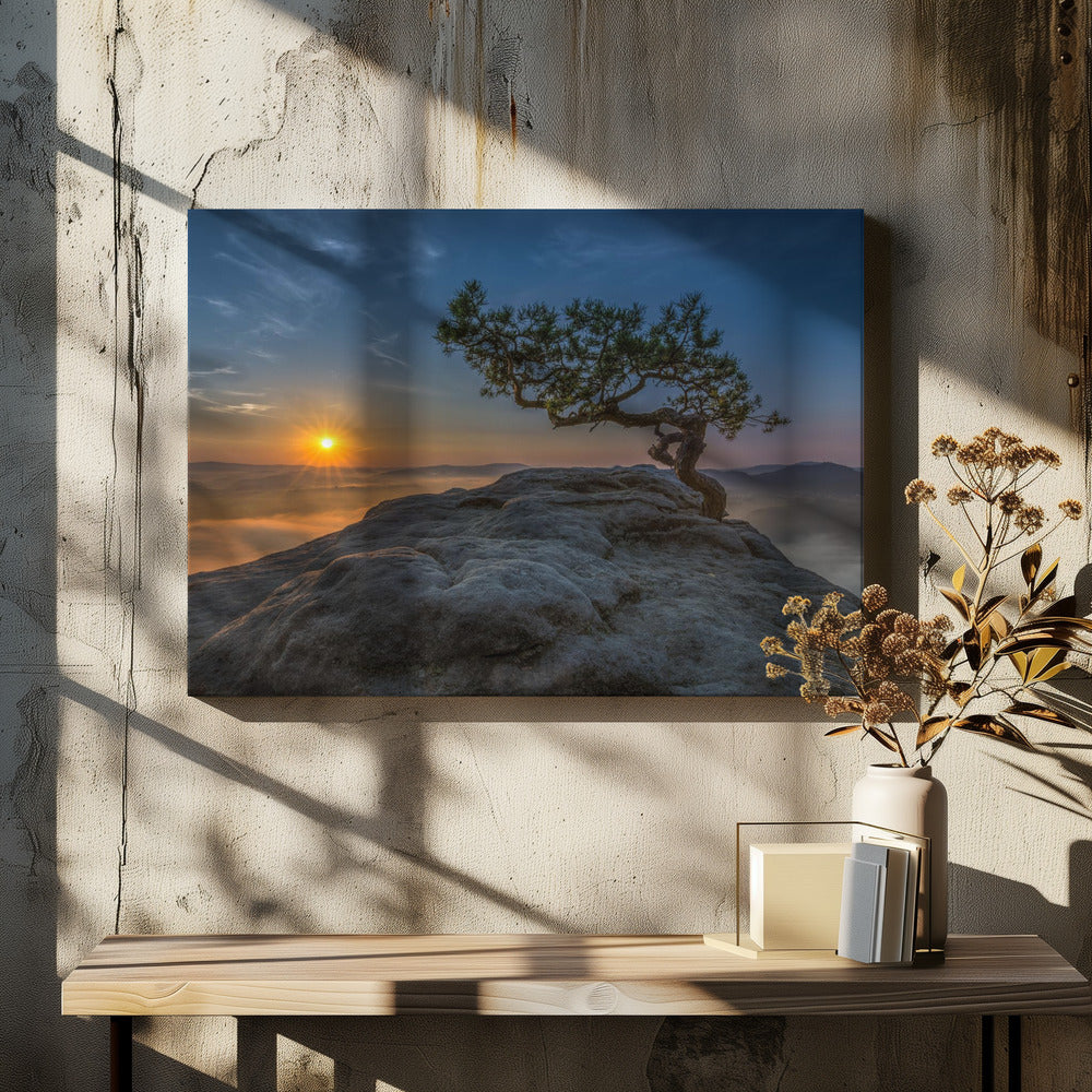 Alte Kiefer | Leinwand