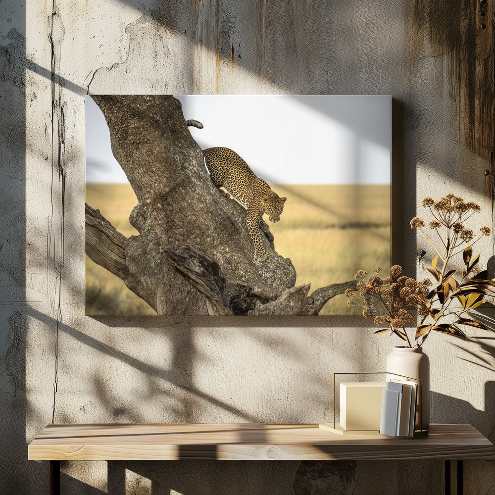 Leopard - Serengeti, Tansania | Leinwand
