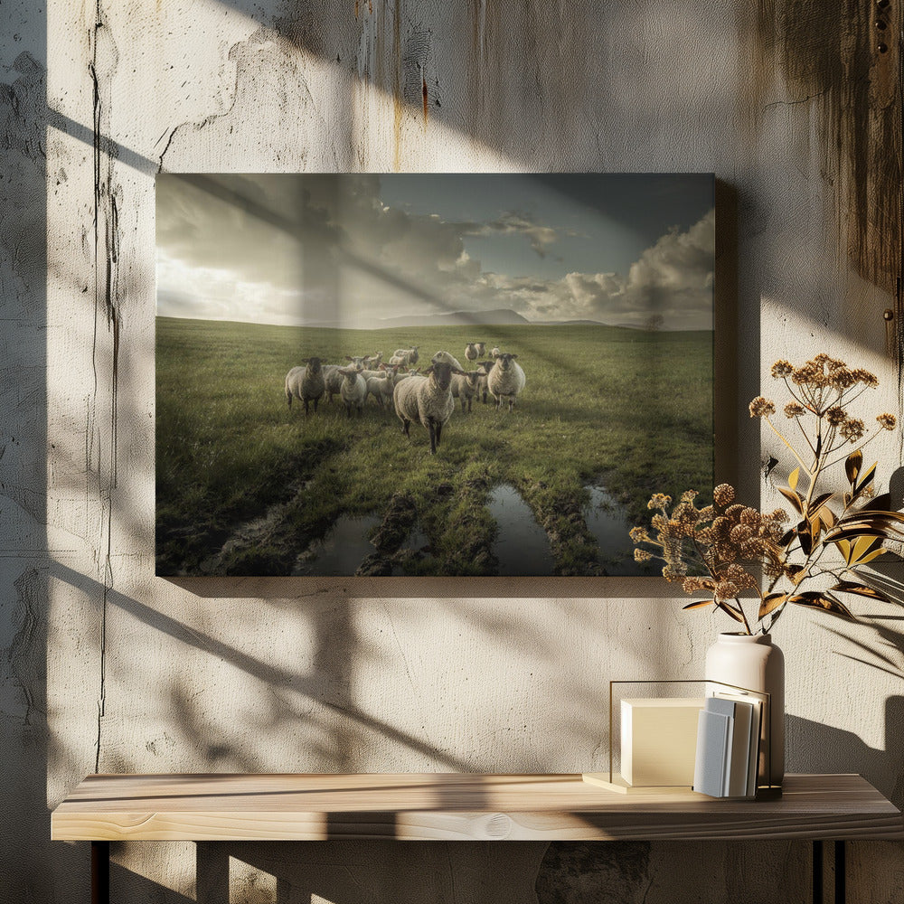 Schaf | Leinwand