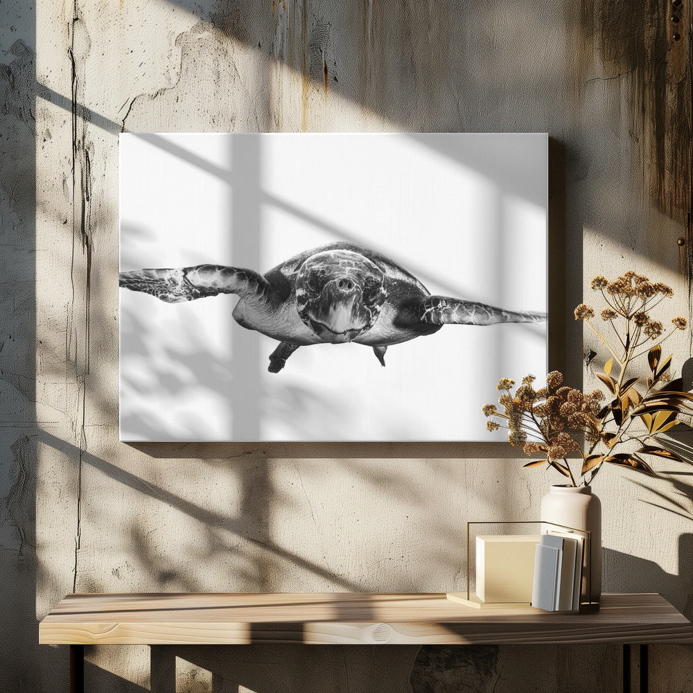 Weiß und Schildkröte | Leinwand
