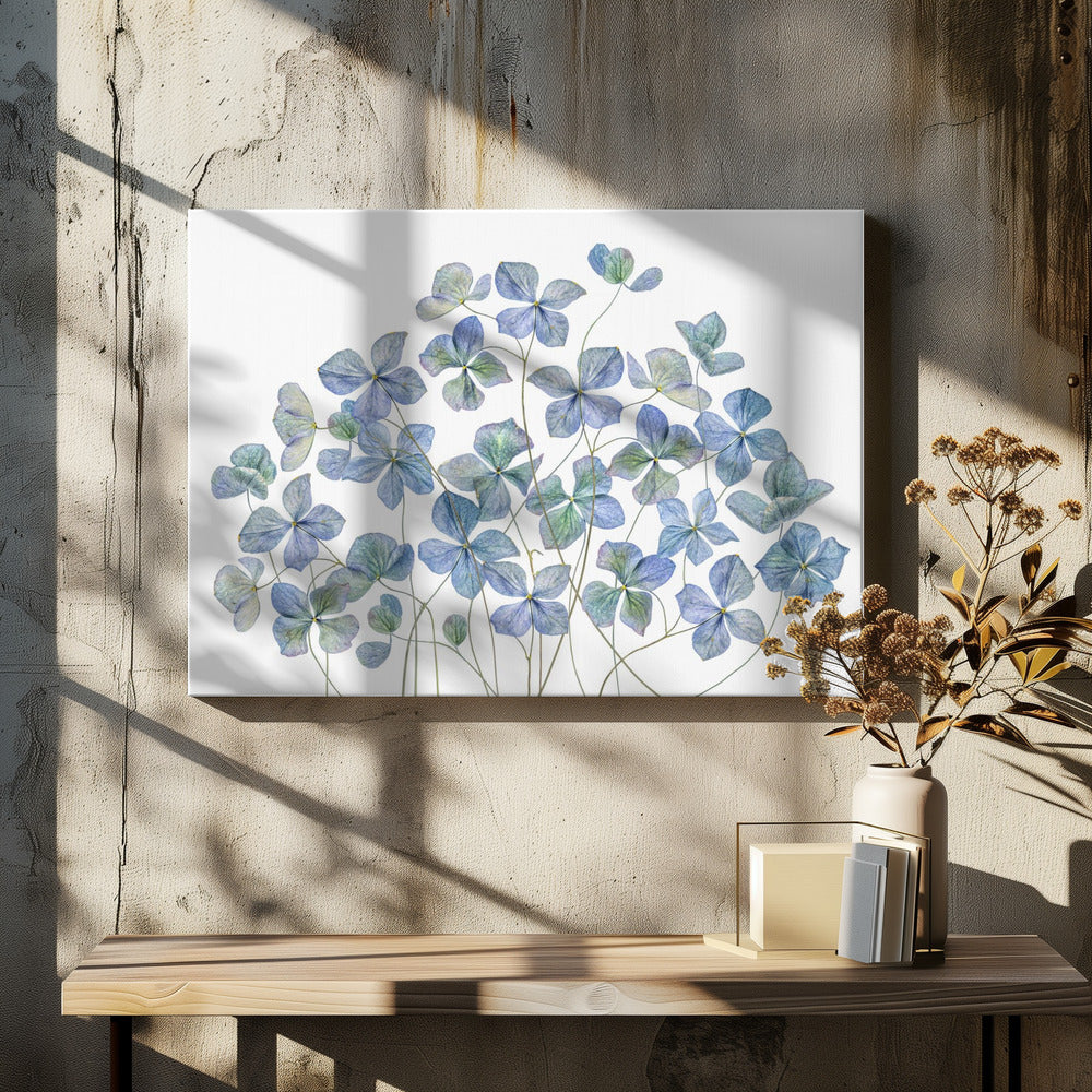 Hortensie | Leinwand