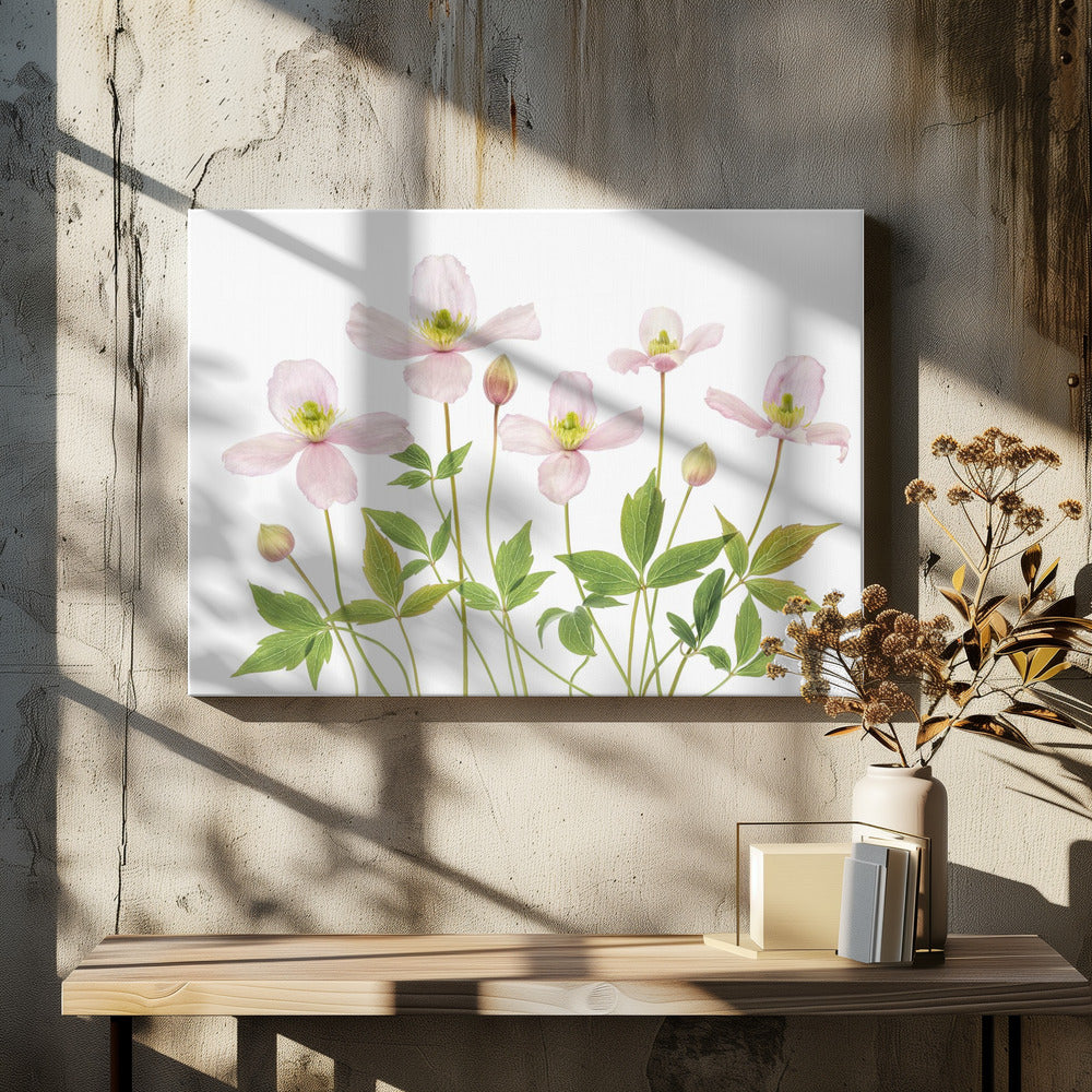 Clematis | Leinwand