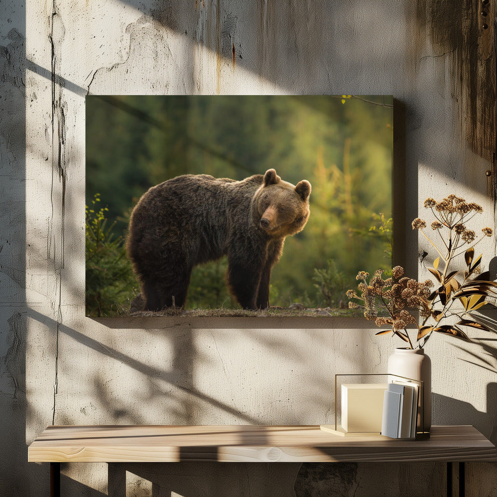 Backlit bear | Canvas