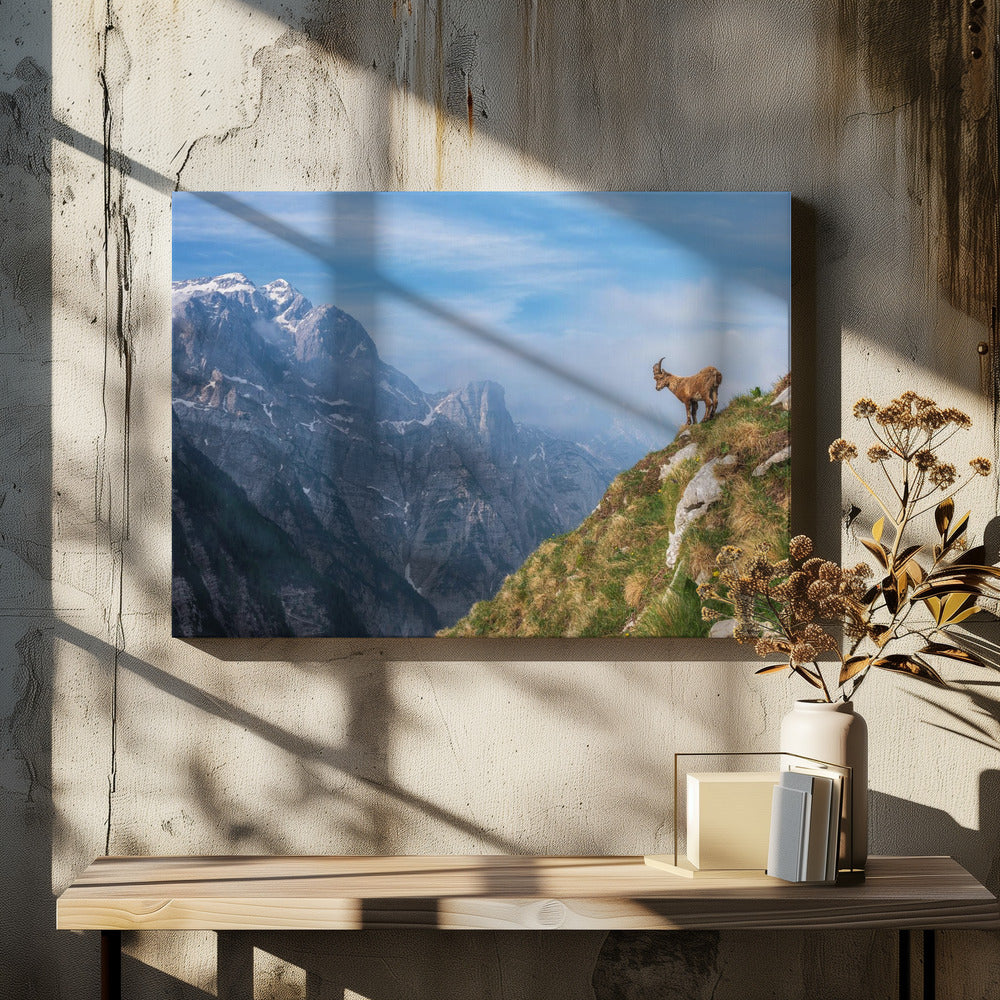 Alpine Ibex in the mountains | Canvas