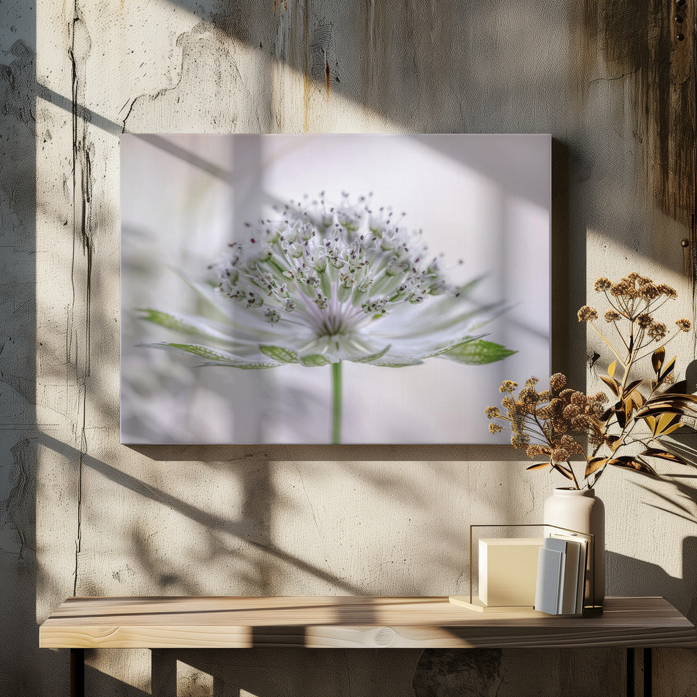 Astrantia | Leinwand