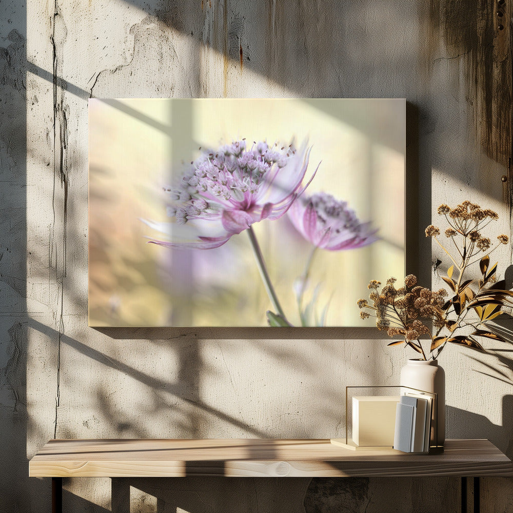 Rosa Astrantia | Leinwand