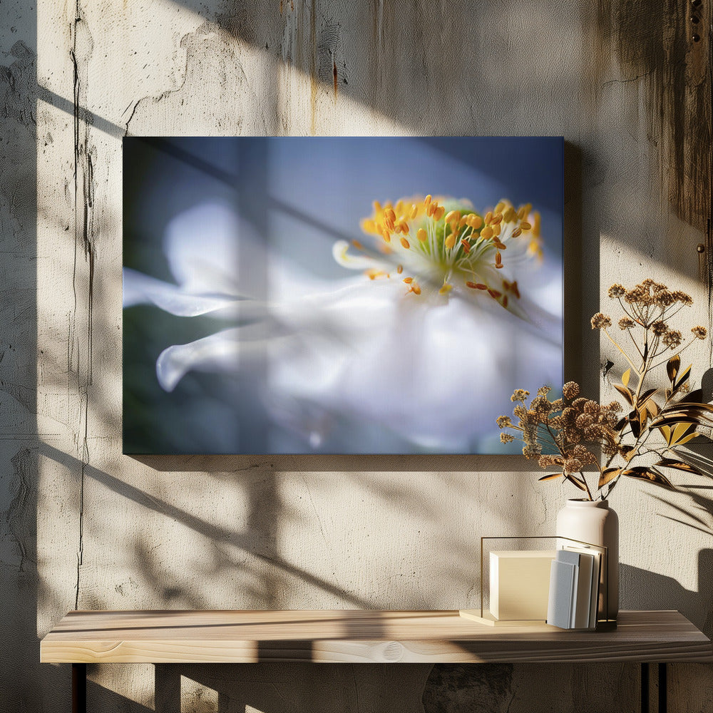 Anemone 1 | Leinwand