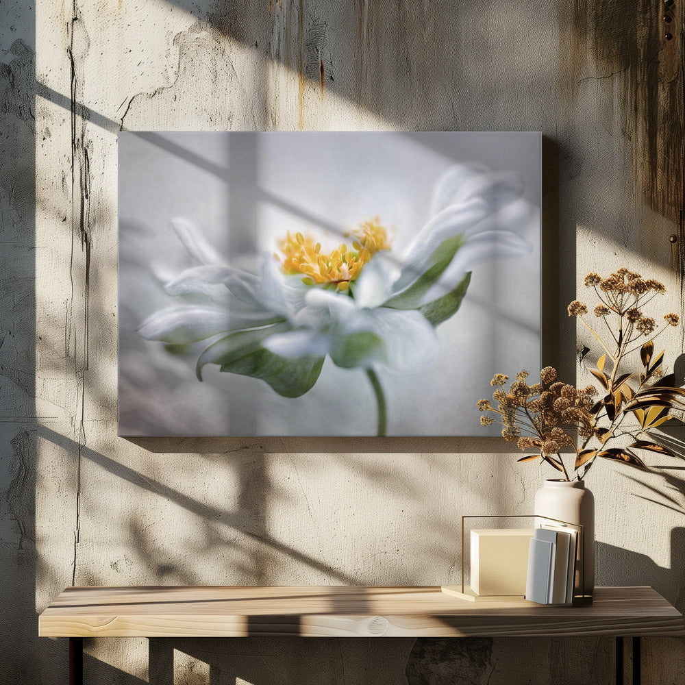 Anemone | Leinwand
