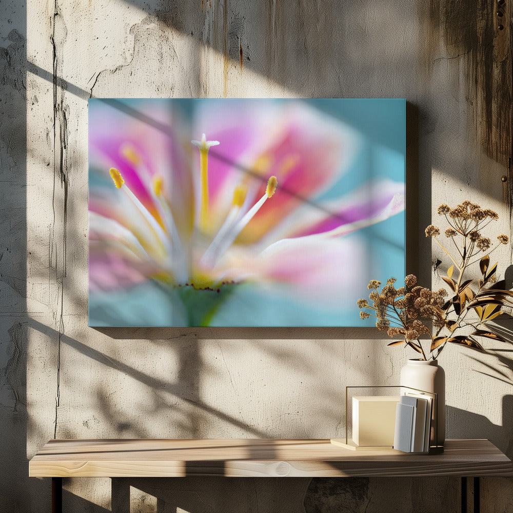 Lewisia | Leinwand
