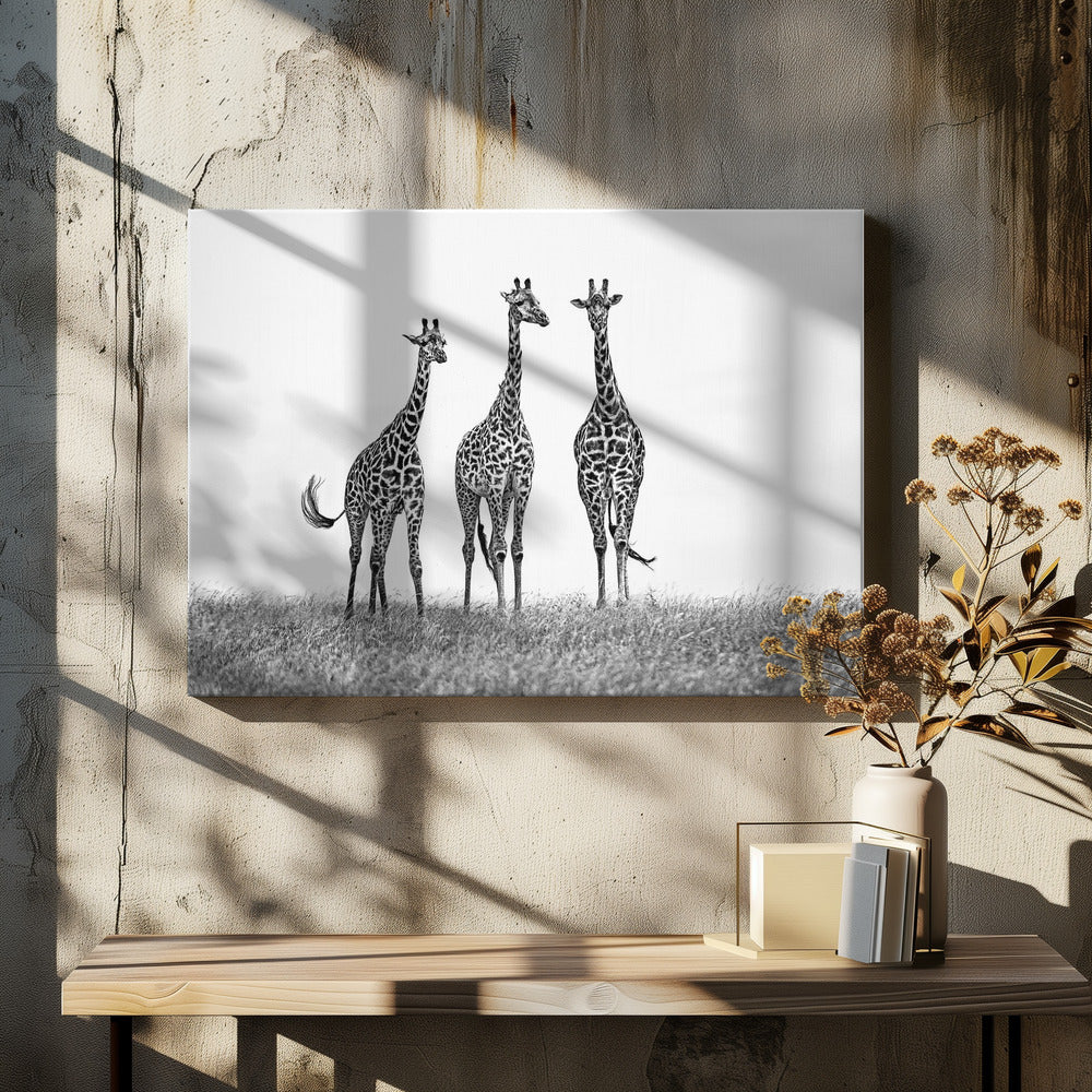 Giraffes in the Mara plains | Canvas