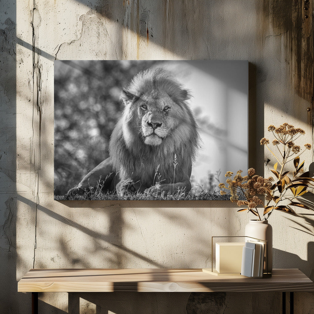 Monochromatischer König der Löwen | Leinwand