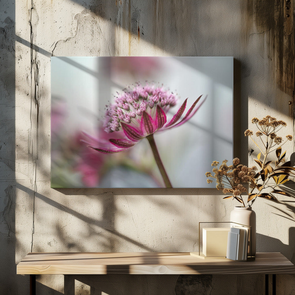 Astrantia | Leinwand