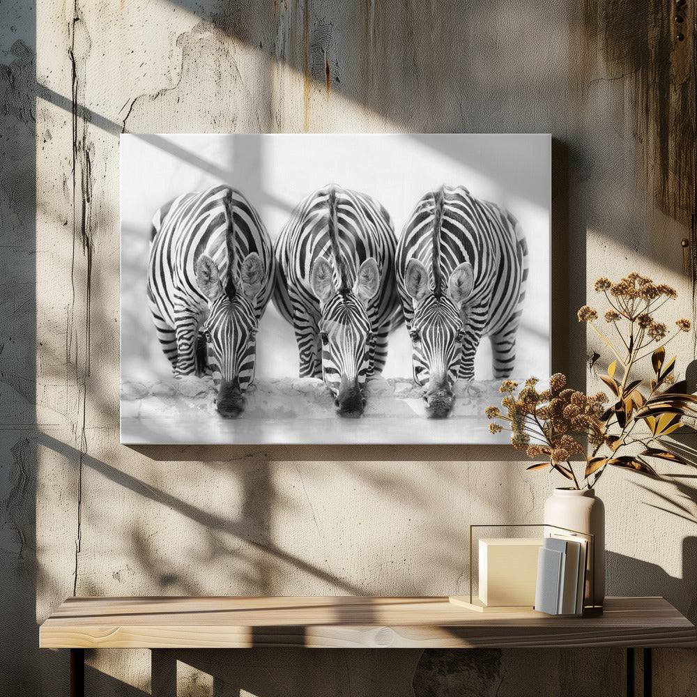 Zebras | Canvas