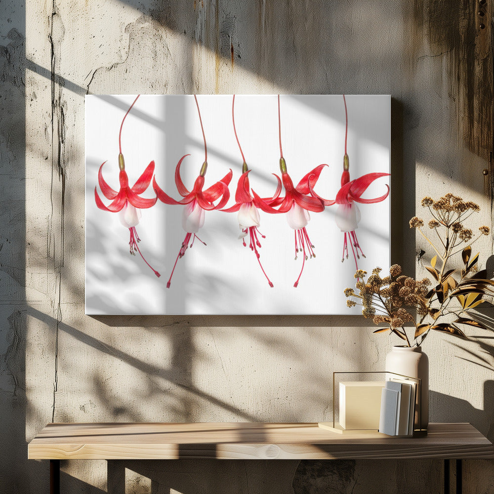 Fuchsie | Leinwand