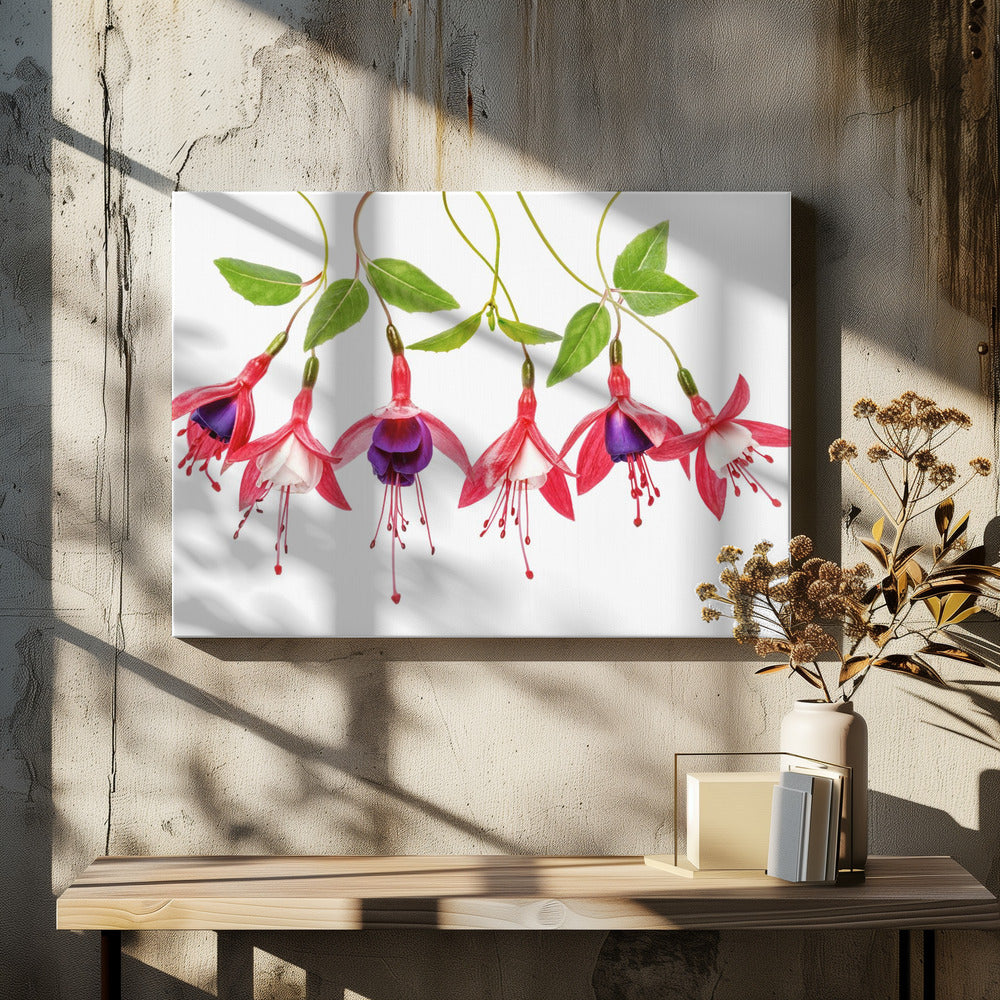 .Fuchsia. | Leinwand