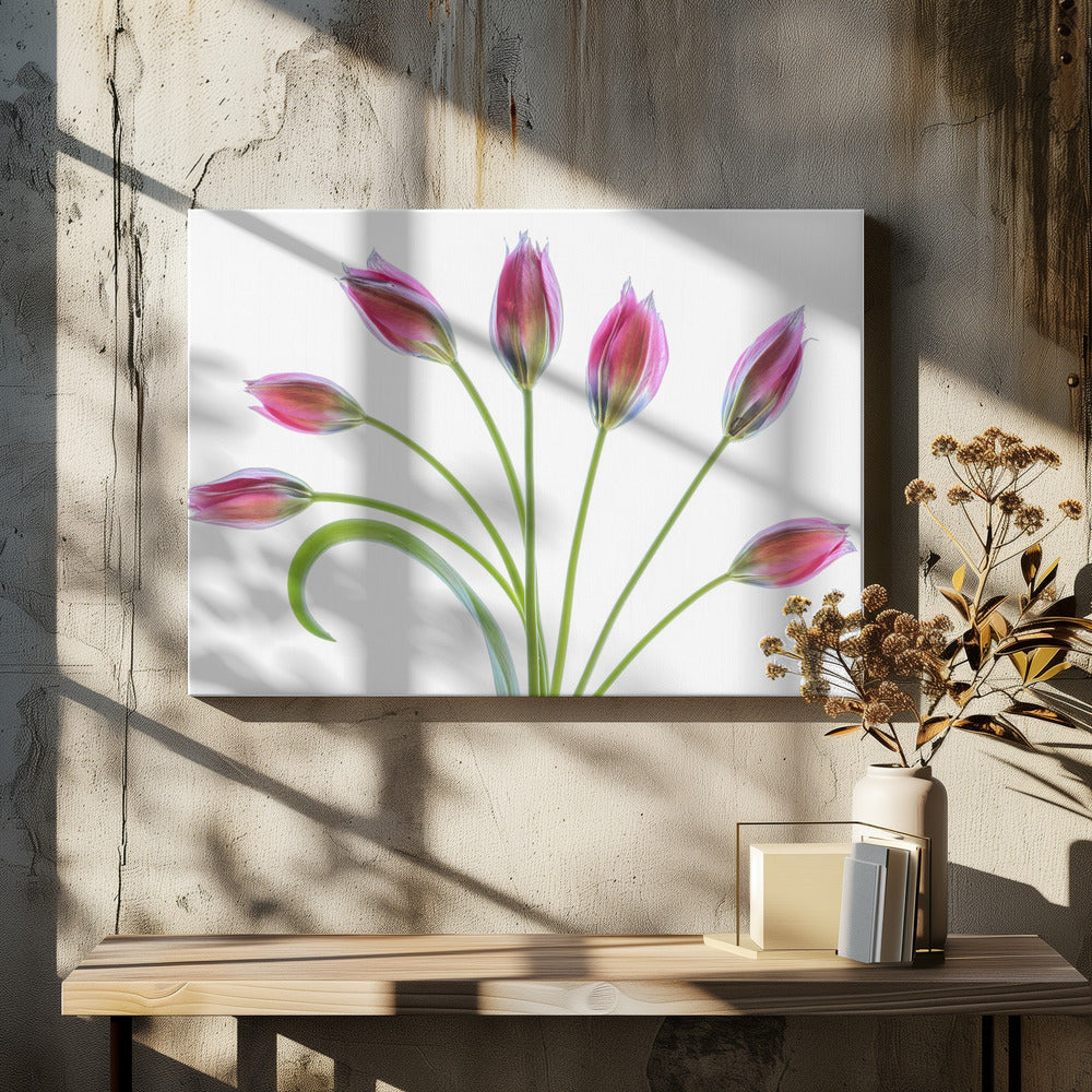Tulipa | Leinwand