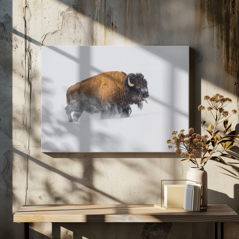 Bison im Schnee | Leinwand