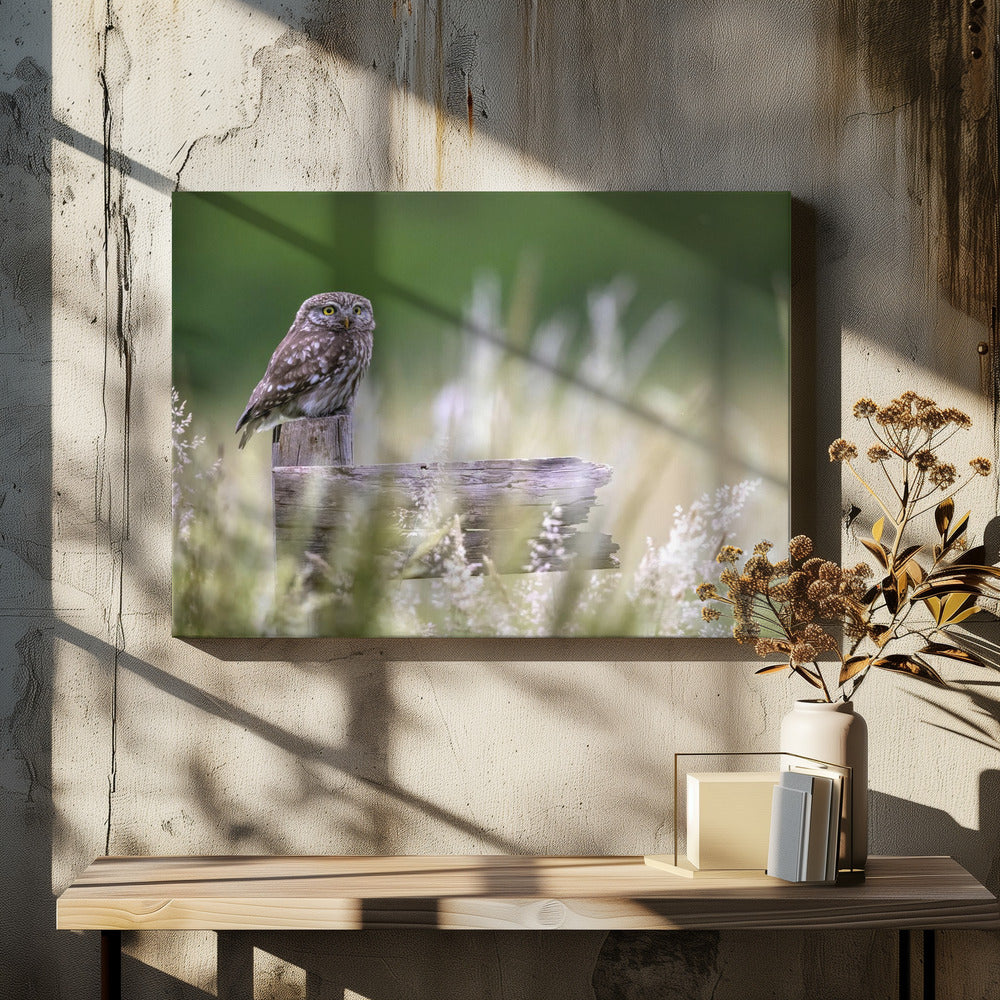 Kleine Eule | Leinwand