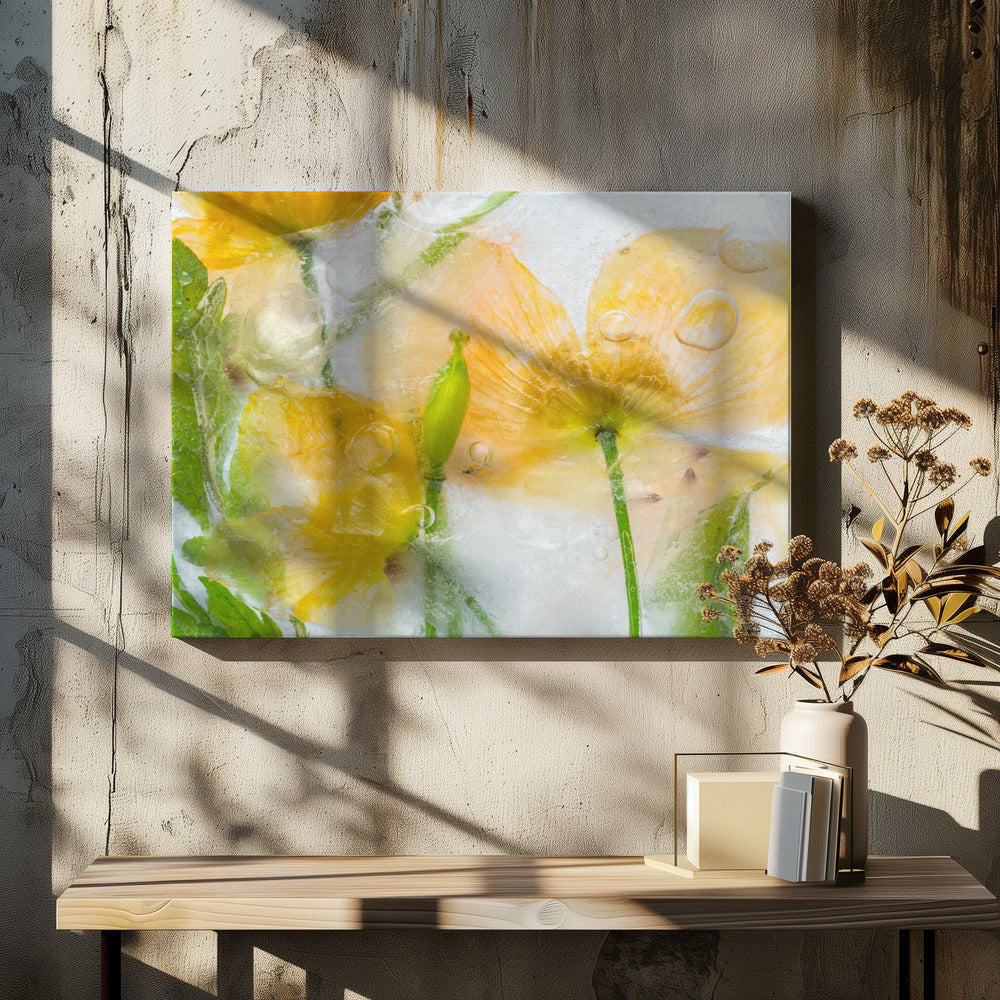 Meconopsis | Canvas
