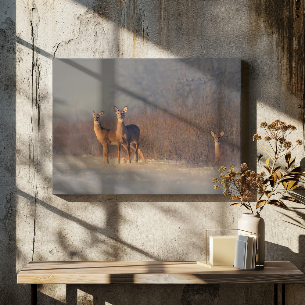 Drei Hirsche | Leinwand