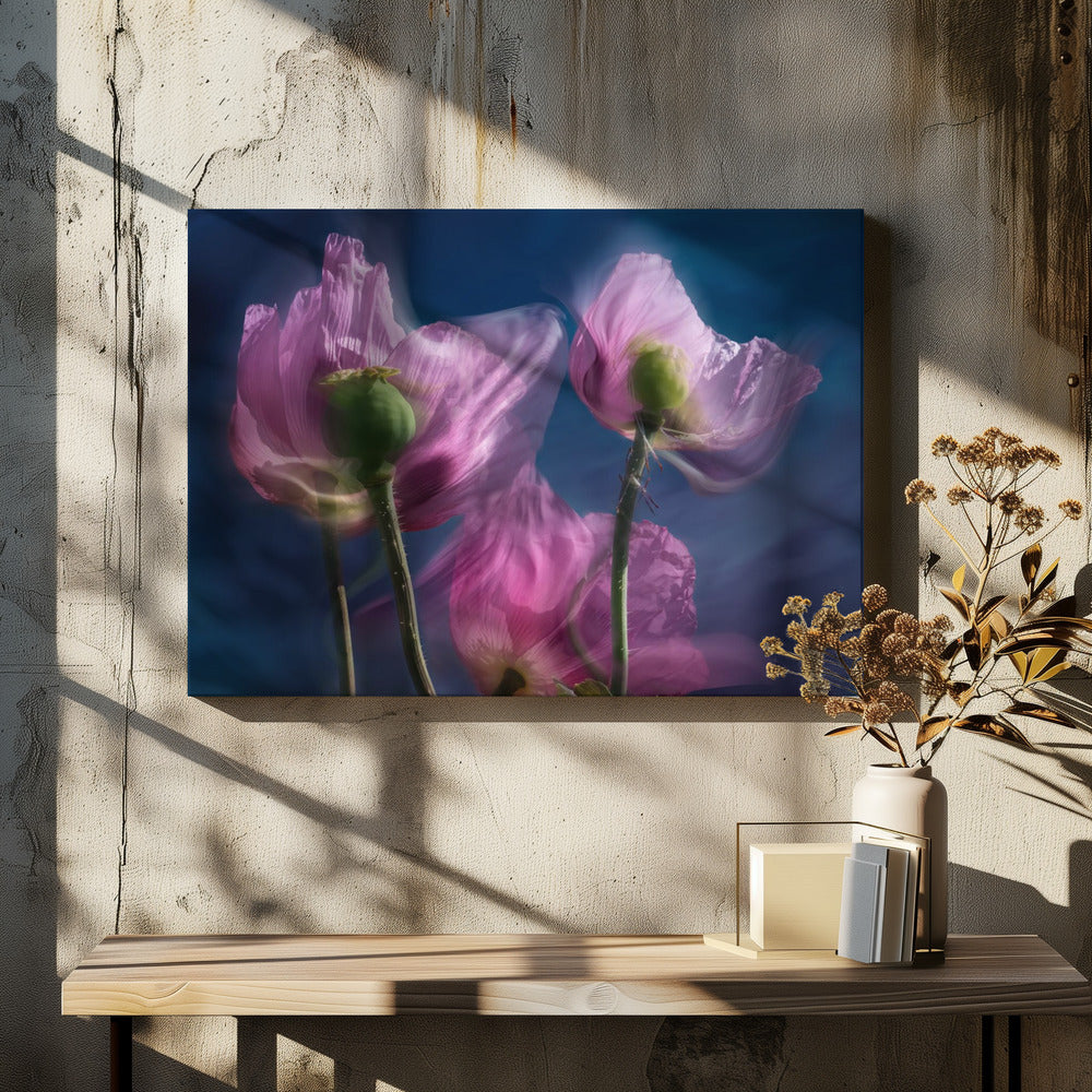 Mohnblumen am Wegesrand | Leinwand