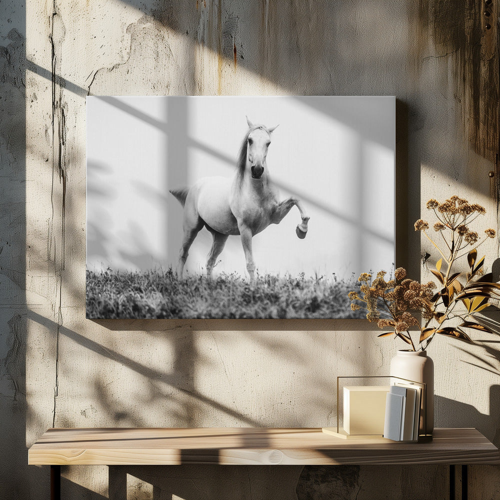 a short story about white beauty | Canvas