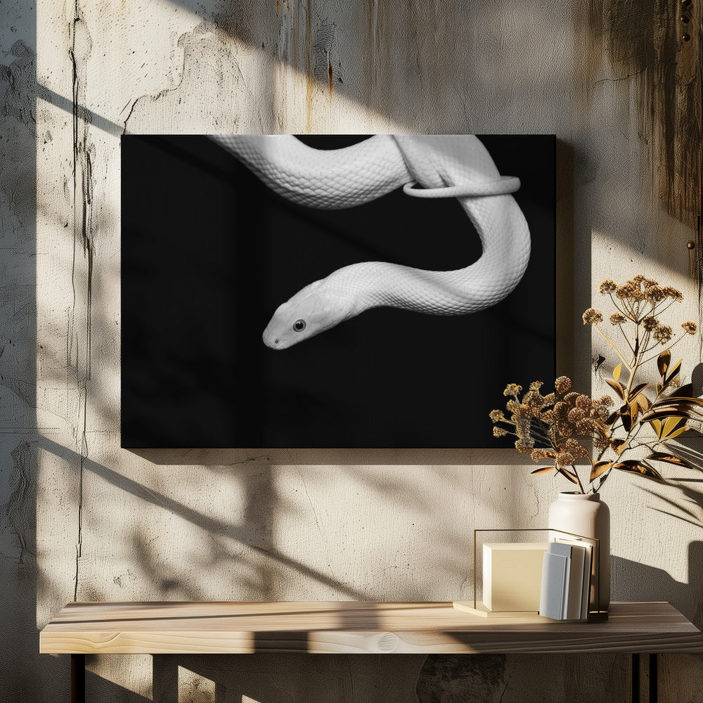 Serpent Blanc | Leinwand