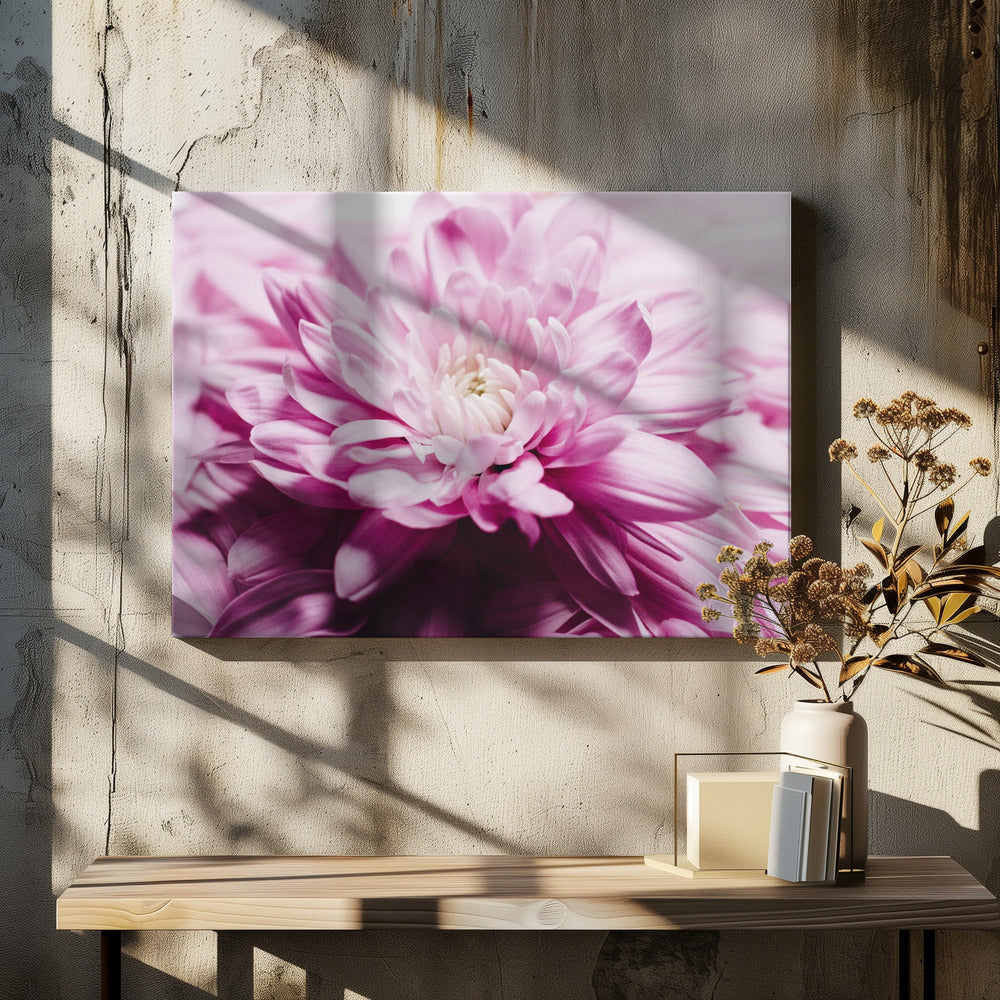 rosa Chrysanthemenblüte | Leinwand