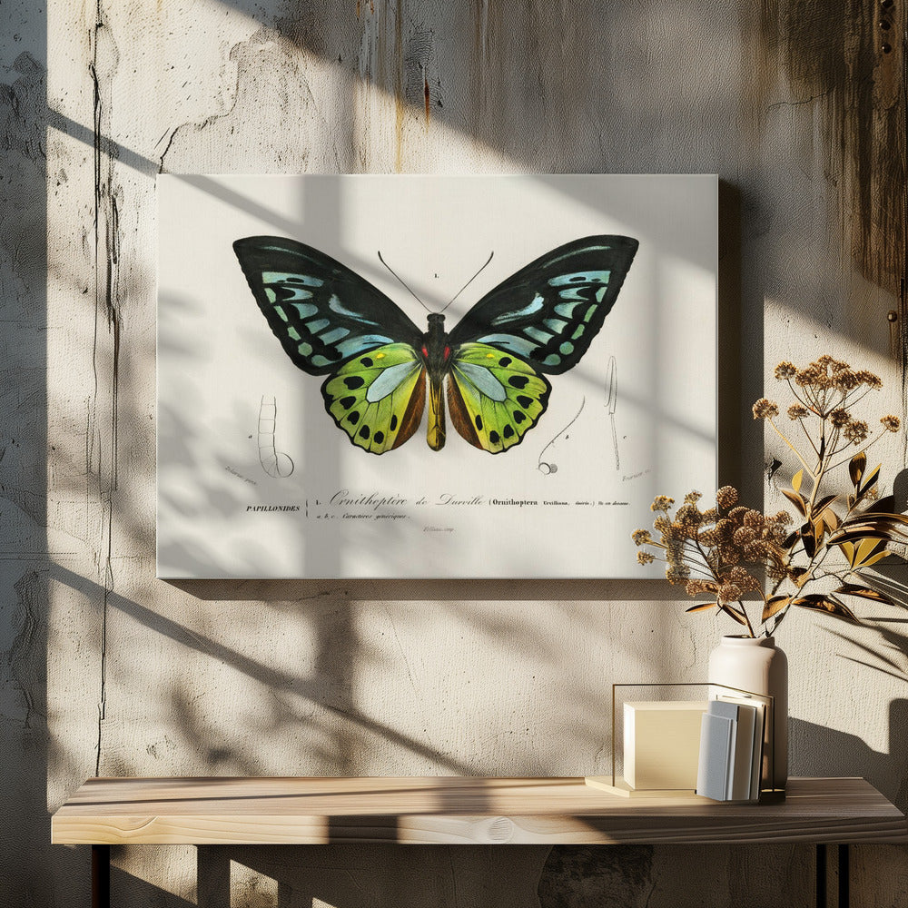 Green Birdwing Butterfly | Canvas