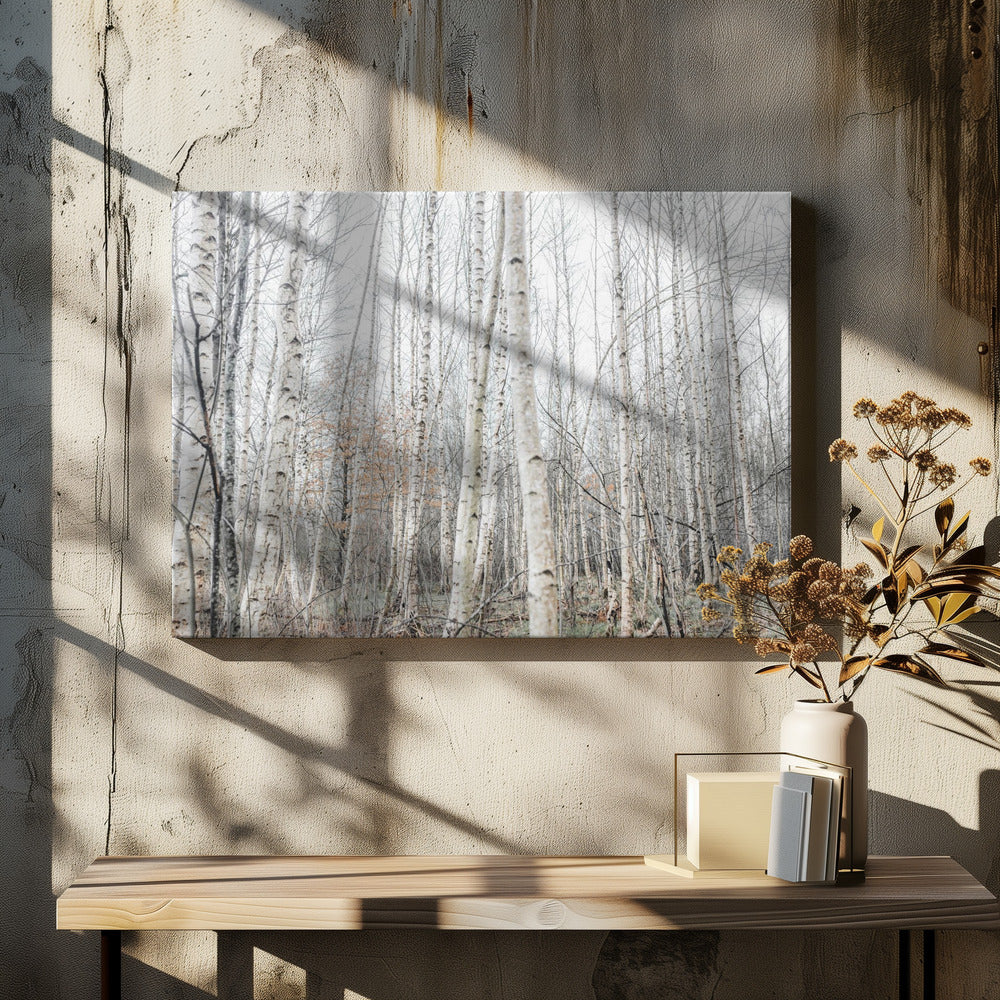 Birken 9 | Leinwand