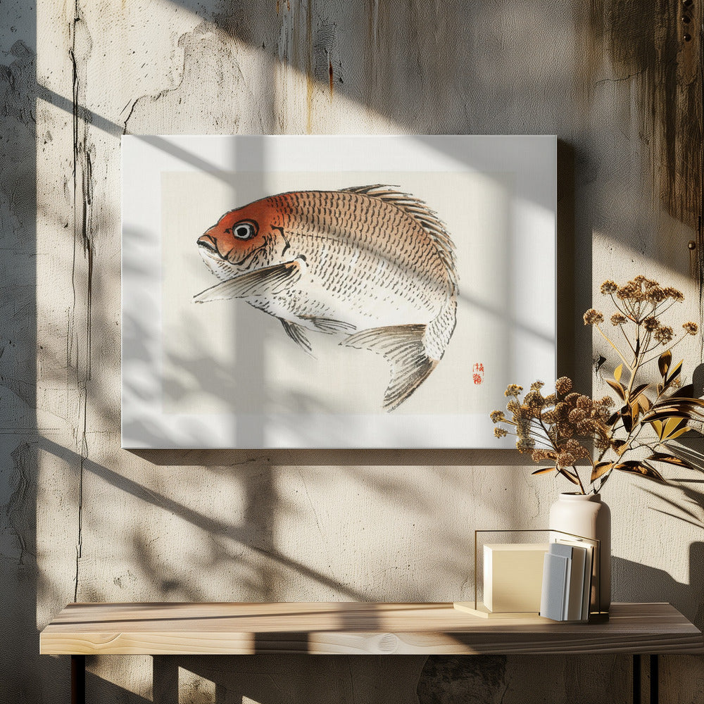 Tai (Rote Meerbrasse) Fisch | Leinwand