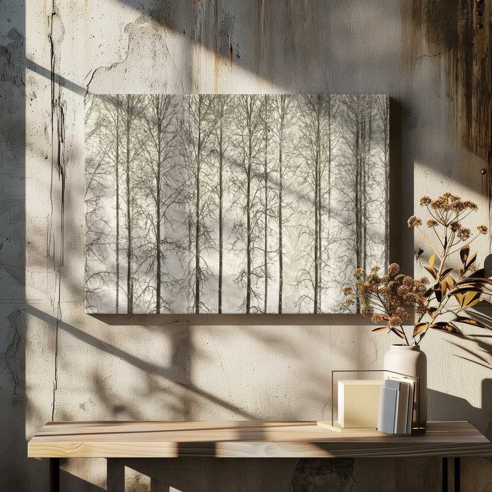 Aspens | Canvas