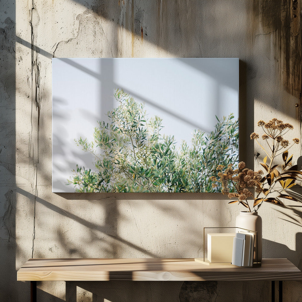Oliven in Ostuni | Italien Reisefotografie | Leinwand