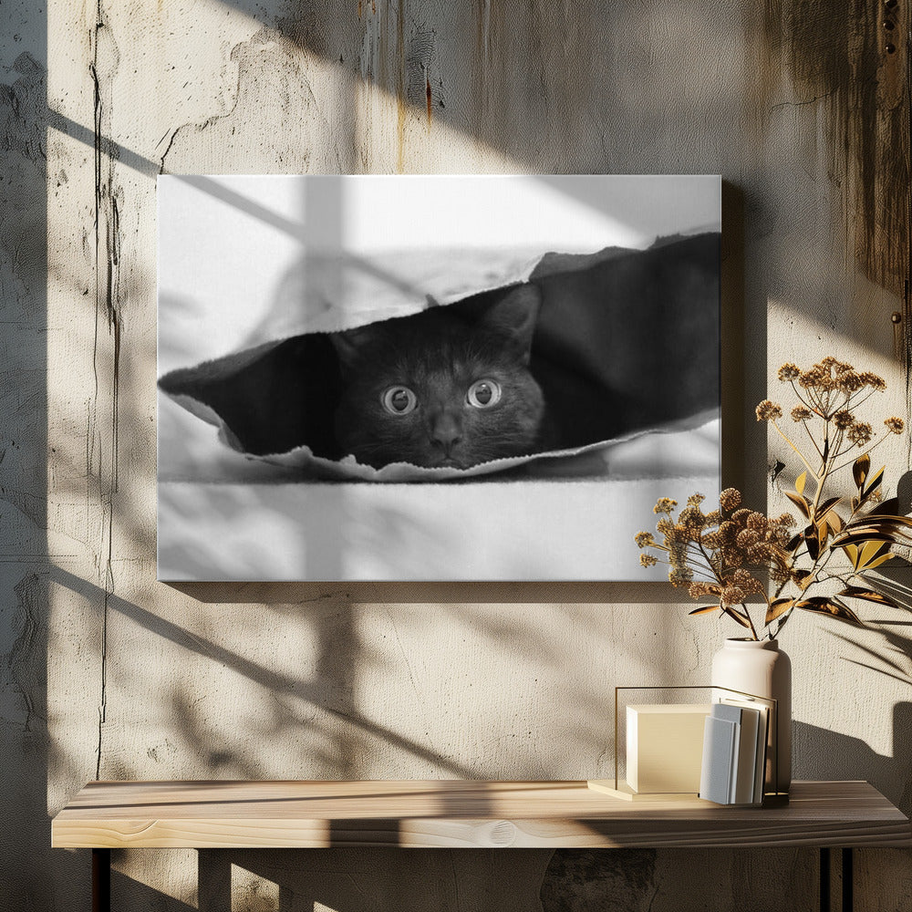 Katze im Sack | Leinwand