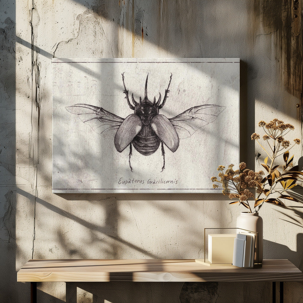 Bleistiftzeichnung eines Käfers Eupatorus Gracilicornis | Leinwand