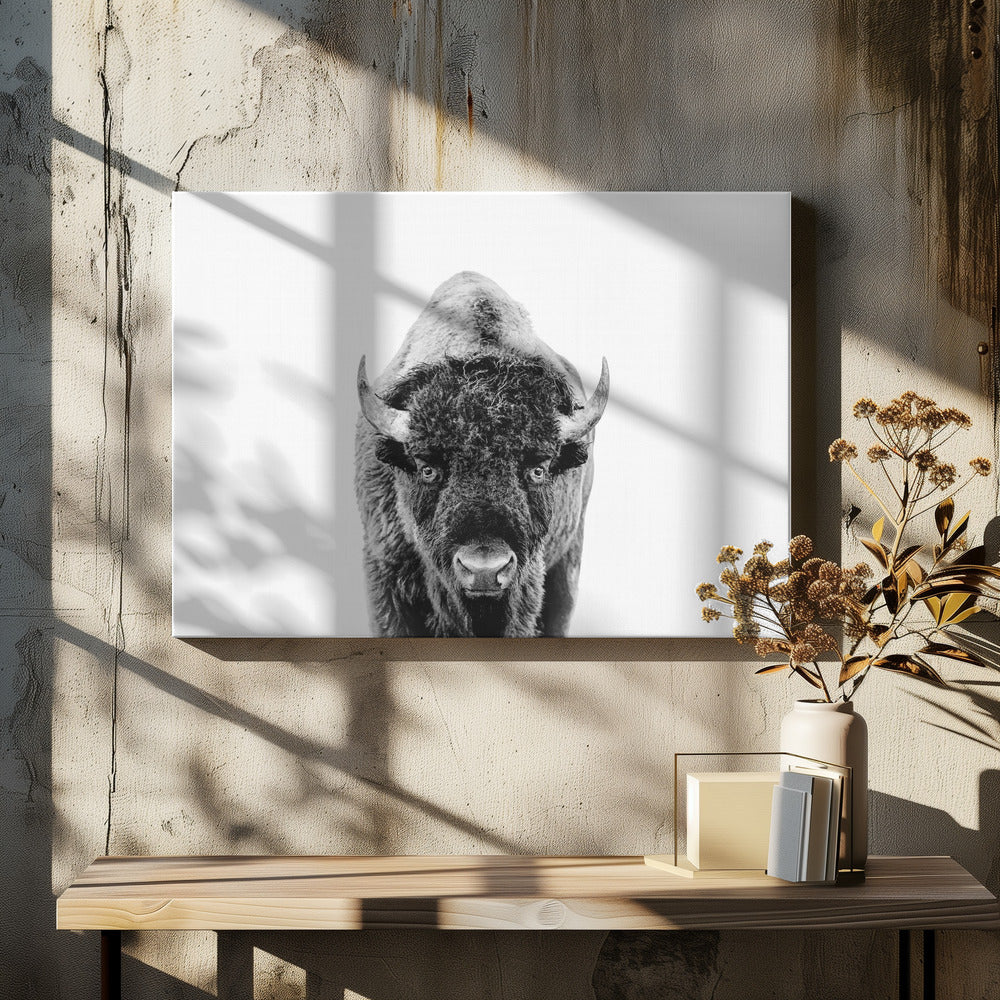 Bison Bw | Leinwand