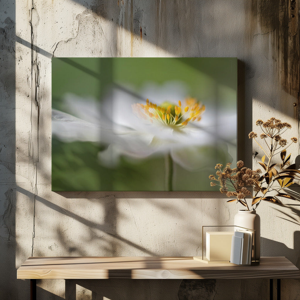 Weiße Anemone | Leinwand