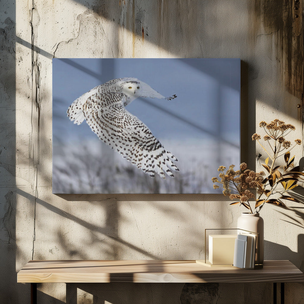 Schneeeule | Leinwand