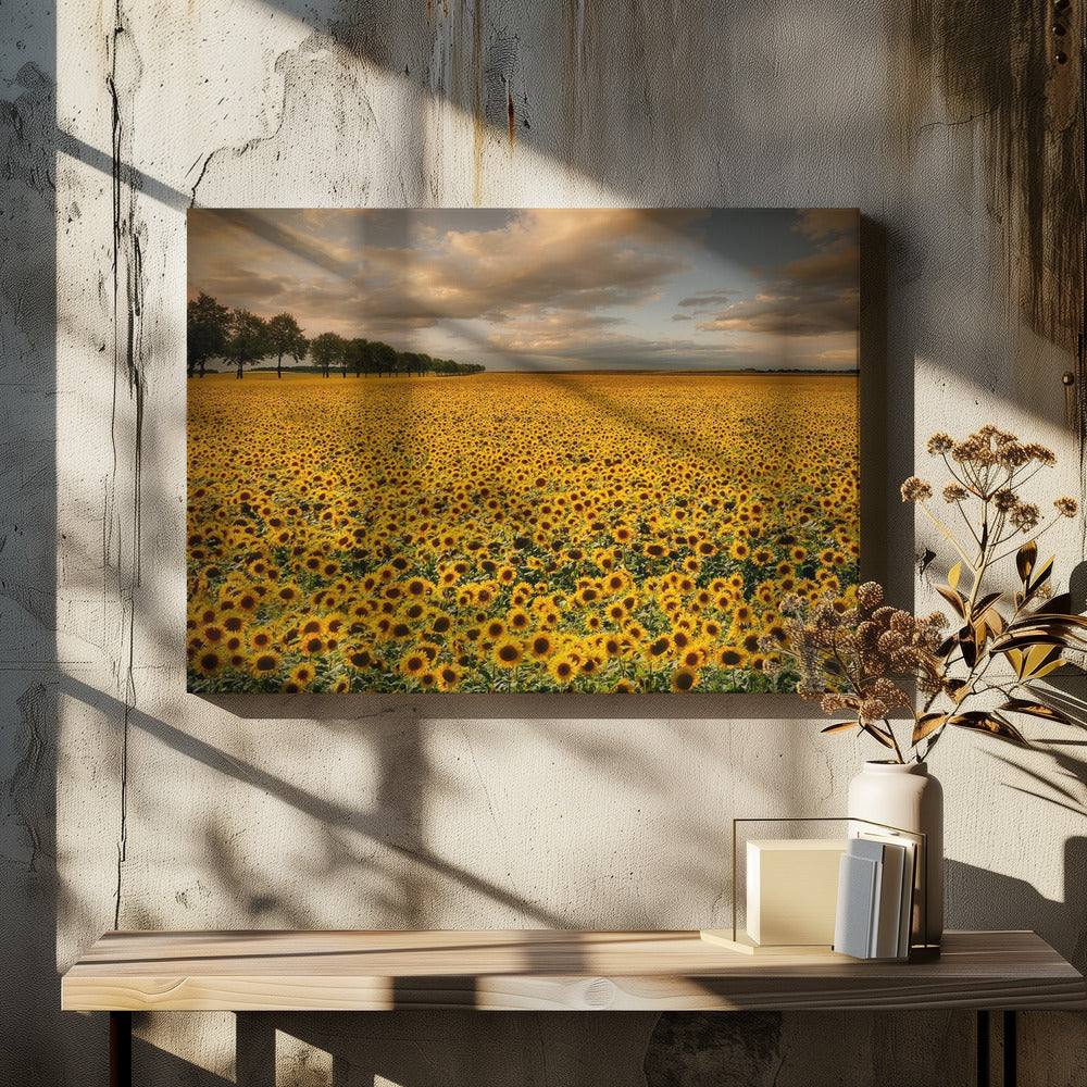 Sonnenblumen | Leinwand