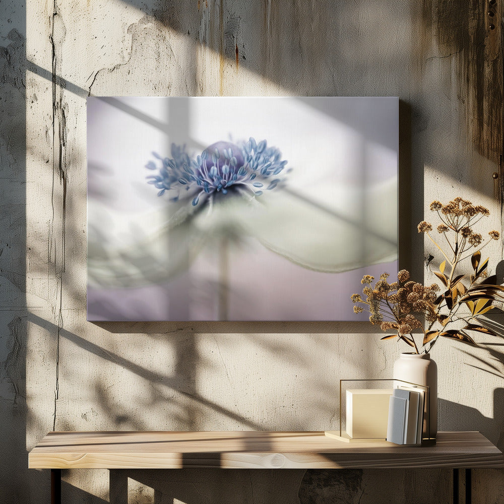 Anemone | Leinwand