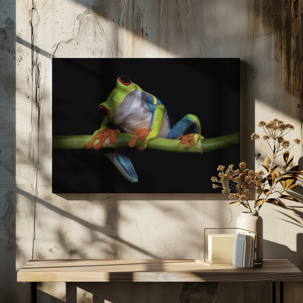 Curiosity | Canvas