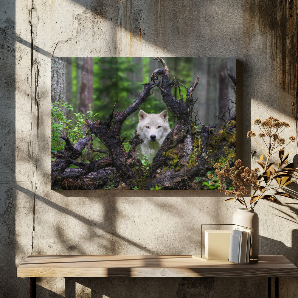 Wolf | Canvas