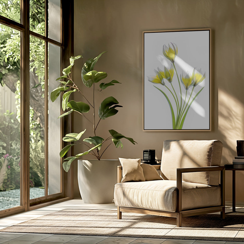 Tulipa | Poster