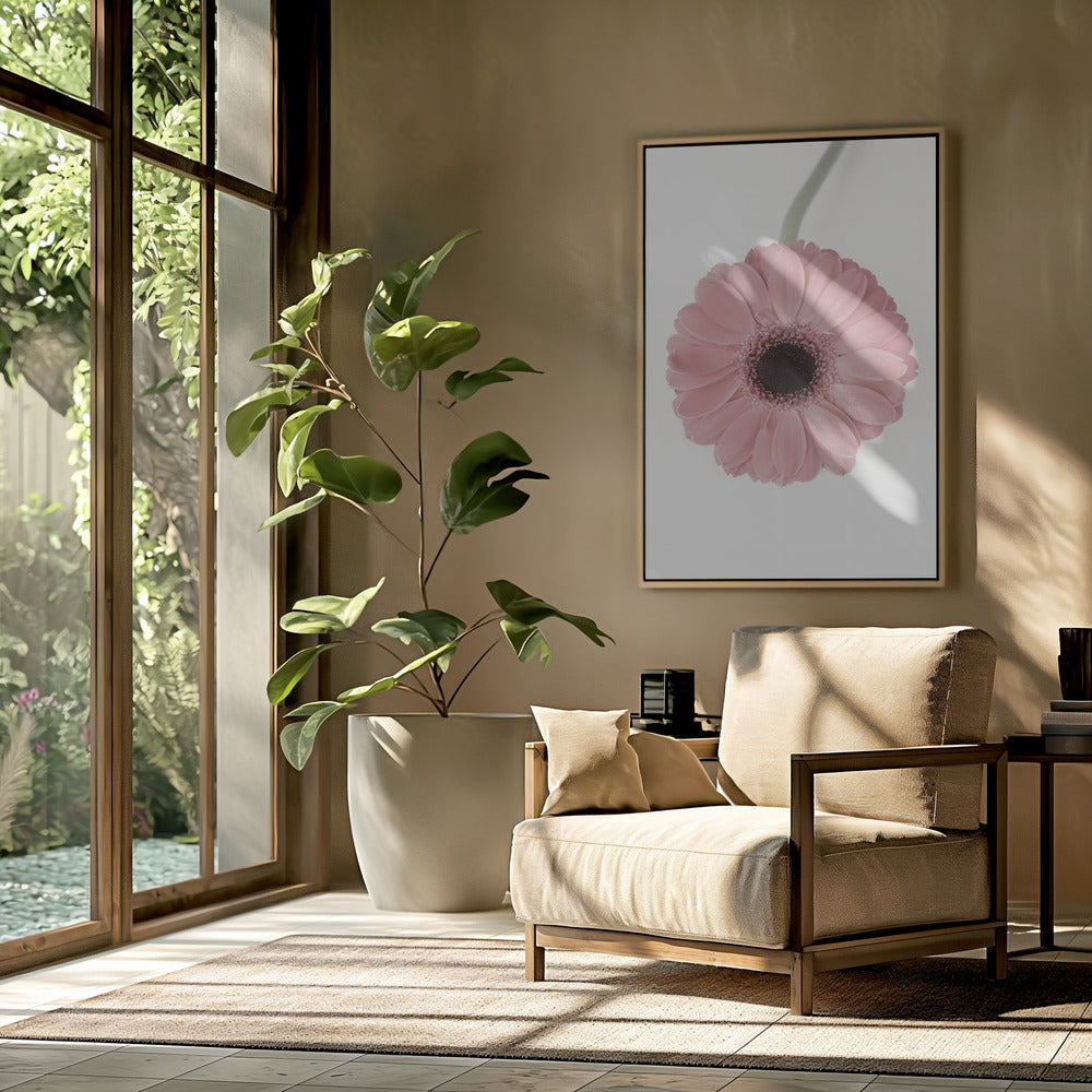 Pink Gerbera II | Poster