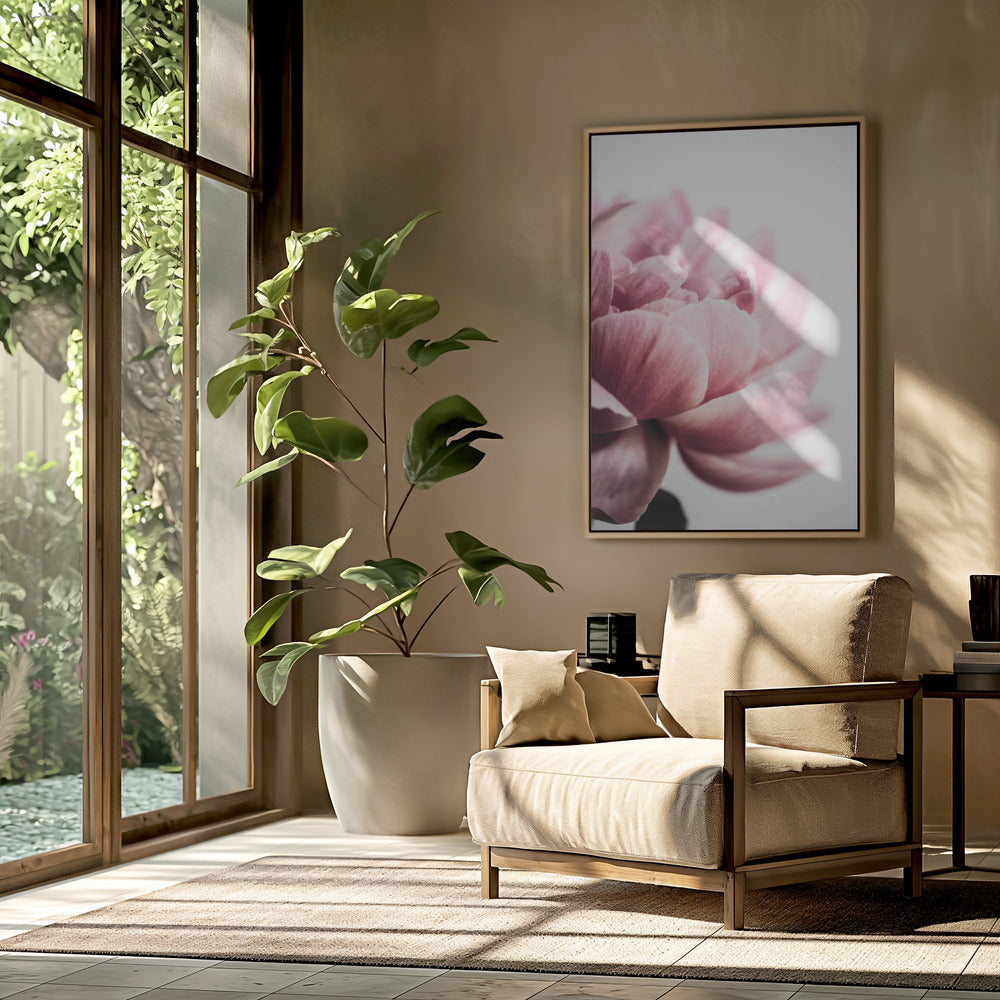 Pfingstrose 1 | Poster