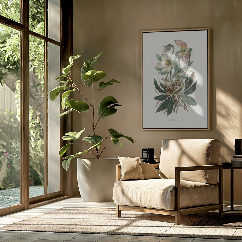 Christmas Rose (helleborus Niger) Medical Botany | Poster